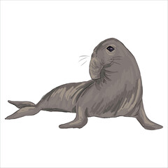 Detailed illustration of the Elephant seal. Artistic, colorful, hand-drawn, vector illustration. Picturesque. Unique detailed stylization. Education. Print on sketchbooks, stickers, postcards, cards © anxiety rabbit