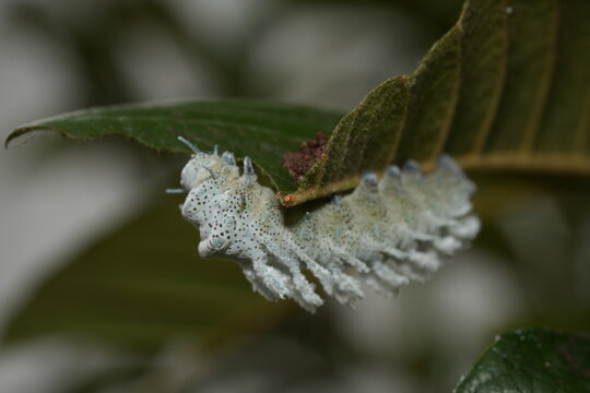 Regal Moth Caterpillar on Green Leaf Close Up