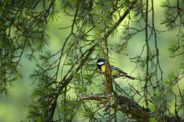Green-backed Tit perched on a conifer branch in Janjehli Himachal Pradesh India. © Mihir Joshi