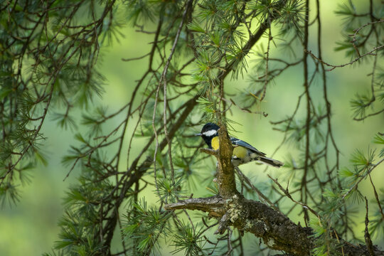 Green-backed Tit perched on a conifer branch in Janjehli Himachal Pradesh India.