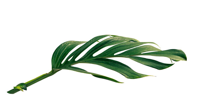 Tropical palm leaf isolated on white background
