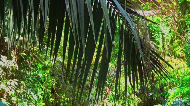 Palm leaves mingle with green forest plants