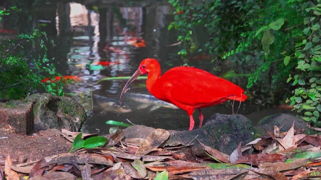 A red bird scarlet ibis watches colorful fish in a pond