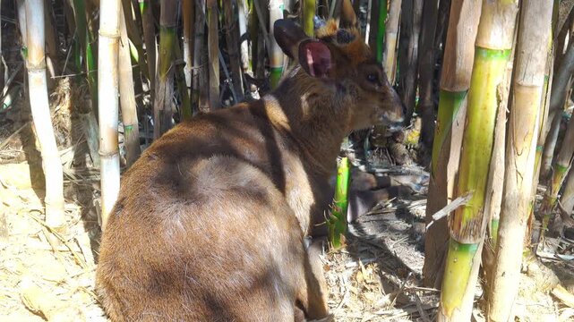 A deer muntjac sits quietly in a patch of bamboo
