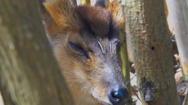 A deer muntjac is resting quietly in a forested area