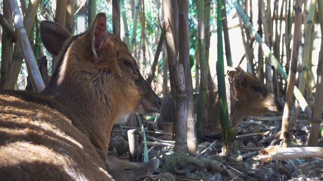 Two deer muntjac rest in green bamboo