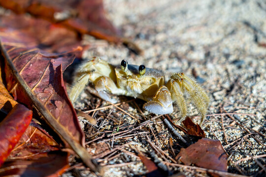 Tropical Ghost Crab Crawling on Sandy Beach in Caribbean Puerto Rico