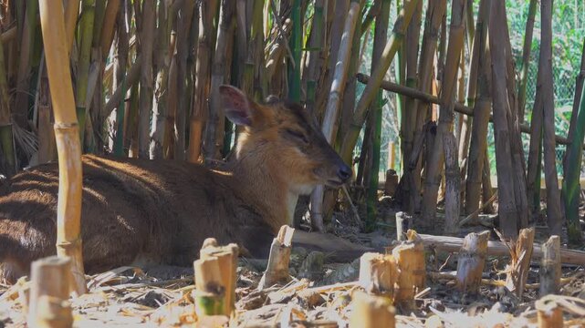 Deer muntjac lies quietly on the ground in the shade
