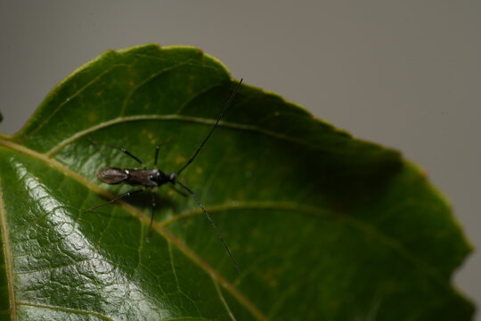 Stilt Bug on a Leaf Nature Photography