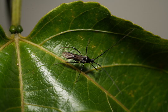 Stilt Bug on Green Leaf Nature Photography