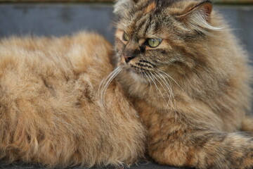 Beautiful Long Haired Brown Cat Close Up Portrait © Jimmy