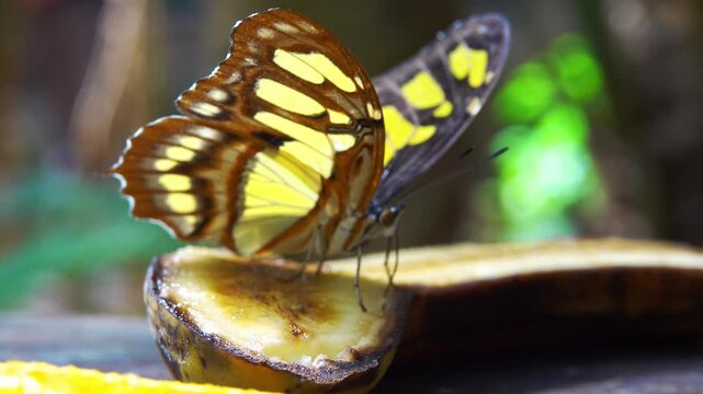 Butterfly on banana slice in garden