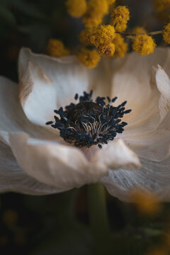 Dramatic macro of white anemone flower with dark center, moody botanical photography, close up of anemone petals and mimosa blossoms, artistic floral background