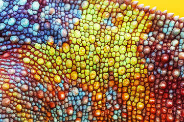 Close-up of a chameleon's skin as a background. The texture of the chameleon skin surface. A fragment of reptilian skin. Multi-colored texture of the reptile skin pattern for wallpaper. © Alla