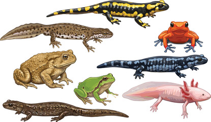 Fototapeta premium Amphibians Illustration Set with Frogs, Salamanders, Toads, and Newts for Wildlife and Nature Themes
