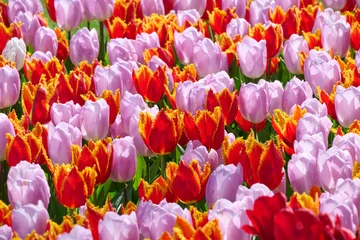 Fototapeten Tulpen mixed pink and red tulips  © H.A.Colijn