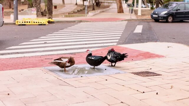 Side View of Muscovy Ducks walking near road. 4k