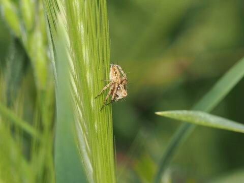 Una ara&ntilde;a lince (Oxyopes sp.) acecha sobre una espiga verde. Destaca por sus largas espinas en las patas y su cuerpo esbelto con patrones marrones, adaptada para la caza activa sin necesidad de tela.