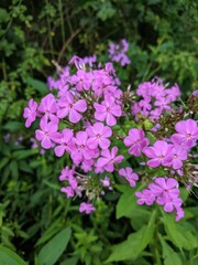 Obraz premium pink flowers in the garden