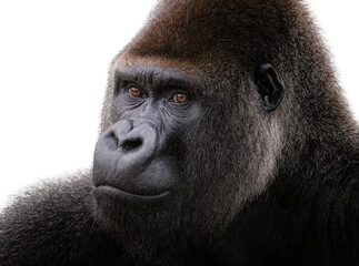 Isolated close-up portrait of a magnificent adult western lowland gorilla with expressive eyes © Ana