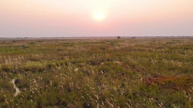 Drone footage of Grassland of Moremi Game Reserve of southern Africa.