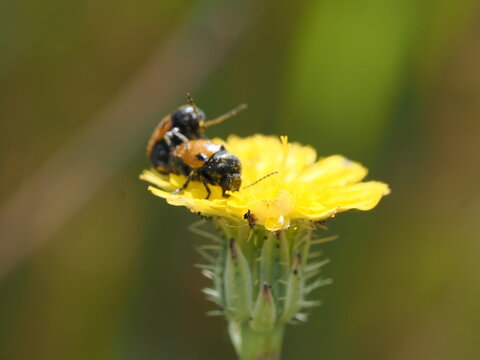 Una pareja de escarabajos del g&eacute;nero Lachnaia se encuentra sobre una flor amarilla. Se observa el comportamiento de apareamiento, destacando sus &eacute;litros anaranjados con puntos negros y cuerpo oscuro.
