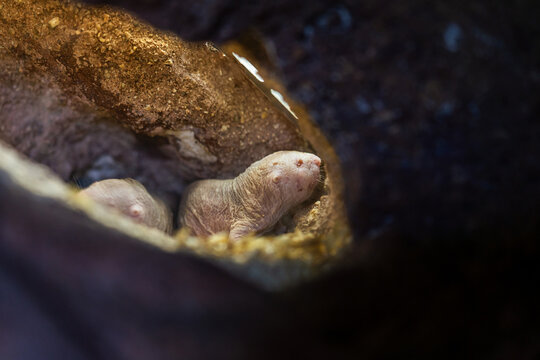 Close-up of a naked mole rat in its natural burrow, showing its wrinkled skin and whiskers in a dimly lit tunnel.