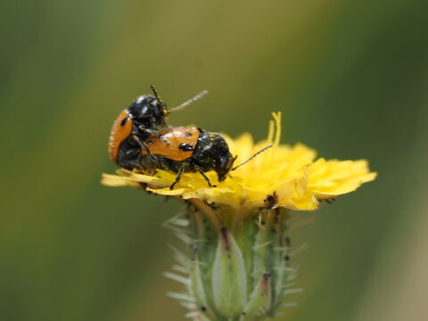 Una pareja de escarabajos del g&eacute;nero Lachnaia se encuentra sobre una flor amarilla. Se observa el comportamiento de apareamiento, destacando sus &eacute;litros anaranjados con puntos negros y cuerpo oscuro.