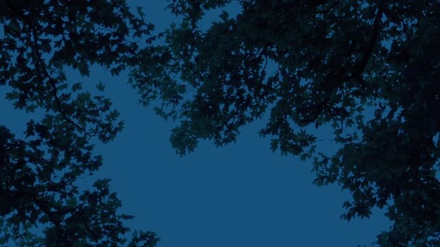 Nature Border Of Tree Branches On Sky In The Dark
