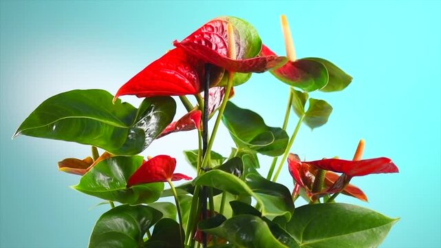 Anthurium House plant Anturium rotating in flowerpot over blue background, Anthurium heart shaped flower, Flamingo flowers or Anthurium andraeanum (Araceae, Arum). 