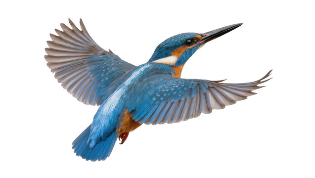 Isolated vibrant common kingfisher bird in graceful flight with outstretched wings, wild animal.