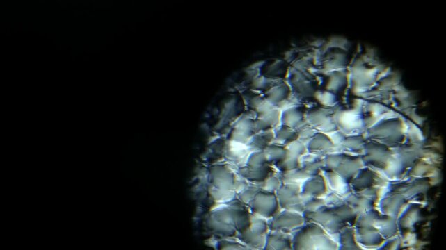 Microscopic View of Expanded plastic Cellular Structure Foam Cellular Structure