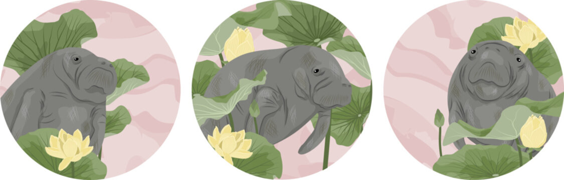 Vector illustration set of West Indian manatee Trichechus manatus swimming with yellow lotus flowers and green leaves, round icons of aquatic mammal in sea cow family