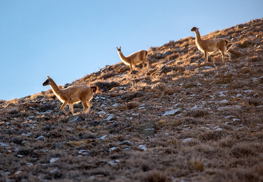ARPA, CHILE &ndash; Wild guanacos stand alert on a high-altitude hillside near Arpa, Chile, where these native South American camelids roam the remote Andean grasslands.