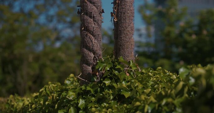 Close-up of street light poles covered with ivy leaves in Zagreb, Croatia.