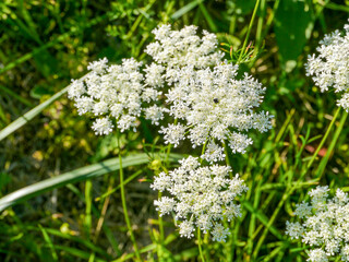 Fototapeta premium A wild carrot (Daucus carota) in bloom, used as a wallpaper image. Taken in Musio, a hamlet of Tremosine.