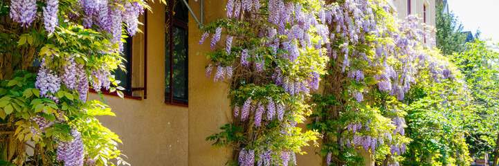 Obraz premium Wisteria blooms cover a building wall in daylight creating a lively scene in spring