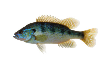 Isolated vibrant bluegill sunfish, a beautiful freshwater fish showcasing colorful scales and fins © Ana