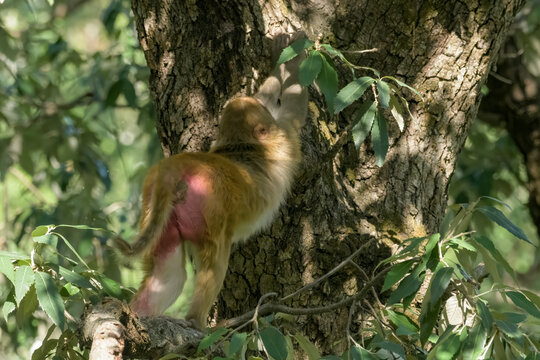 Rhesus Macaque or Macaca mulatta stretching on tree, Janjehli, Himachal Pradesh, India