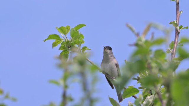 Blackcap (Sylvia Atricapilla) male singing from a high perch in a tree. May, Kent, UK [With sound]