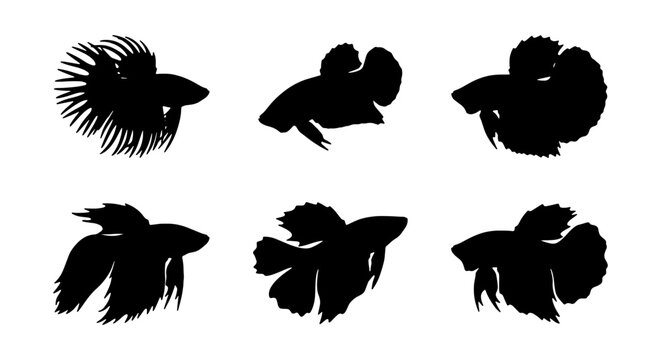 Betta Fish Silhouettes, Siamese Fighting Fish Vector Icons, Aquatic Pet Graphics