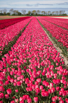background with field of pink tulip flowers in geometric lines