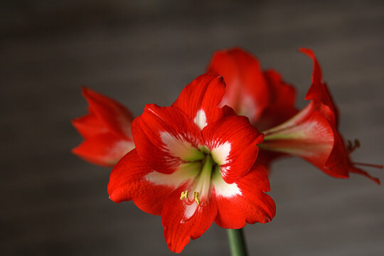 Closeup of red amaryllis Hippeastrum flower with striped petals indoors. Concept of botanical article, home floriculture and plant care.