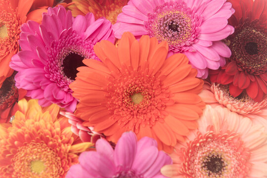 chromatic bloom with gerbera flowers close up background