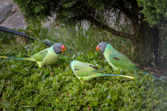 Slaty-headed Parakeets foraging on vegetation in Janjehli, Mandi district, Himachal Pradesh, India.