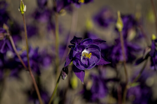 fiori primaverili campanella