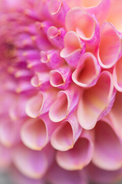 soft pastel pink dahlia flower petals macro background