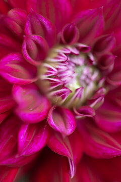 radiant pink dahlia flower core macro background 