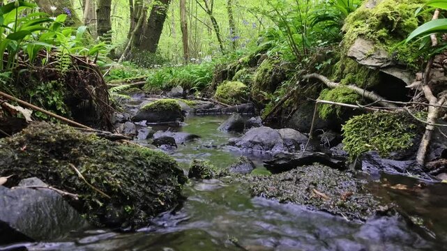 Tranquil woodland stream flowing over moss-covered rocks in a lush green forest, with hints of bluebell flowers in spring