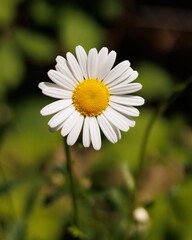 Obraz premium daisy in the garden